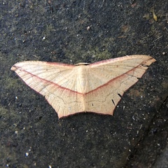 Timandra convectaria