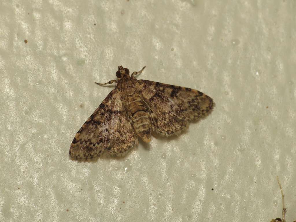 Metasia spilocrossa