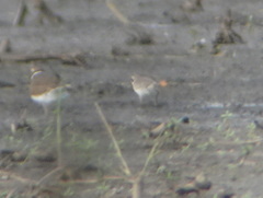 Charadrius semipalmatus