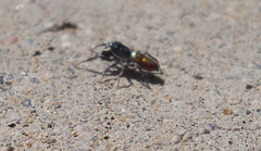 Salticus peckhamae