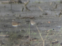 Charadrius semipalmatus