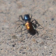 Salticus peckhamae
