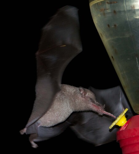 Mexican Long-tongued Bat