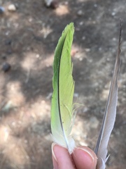 Myiopsitta monachus