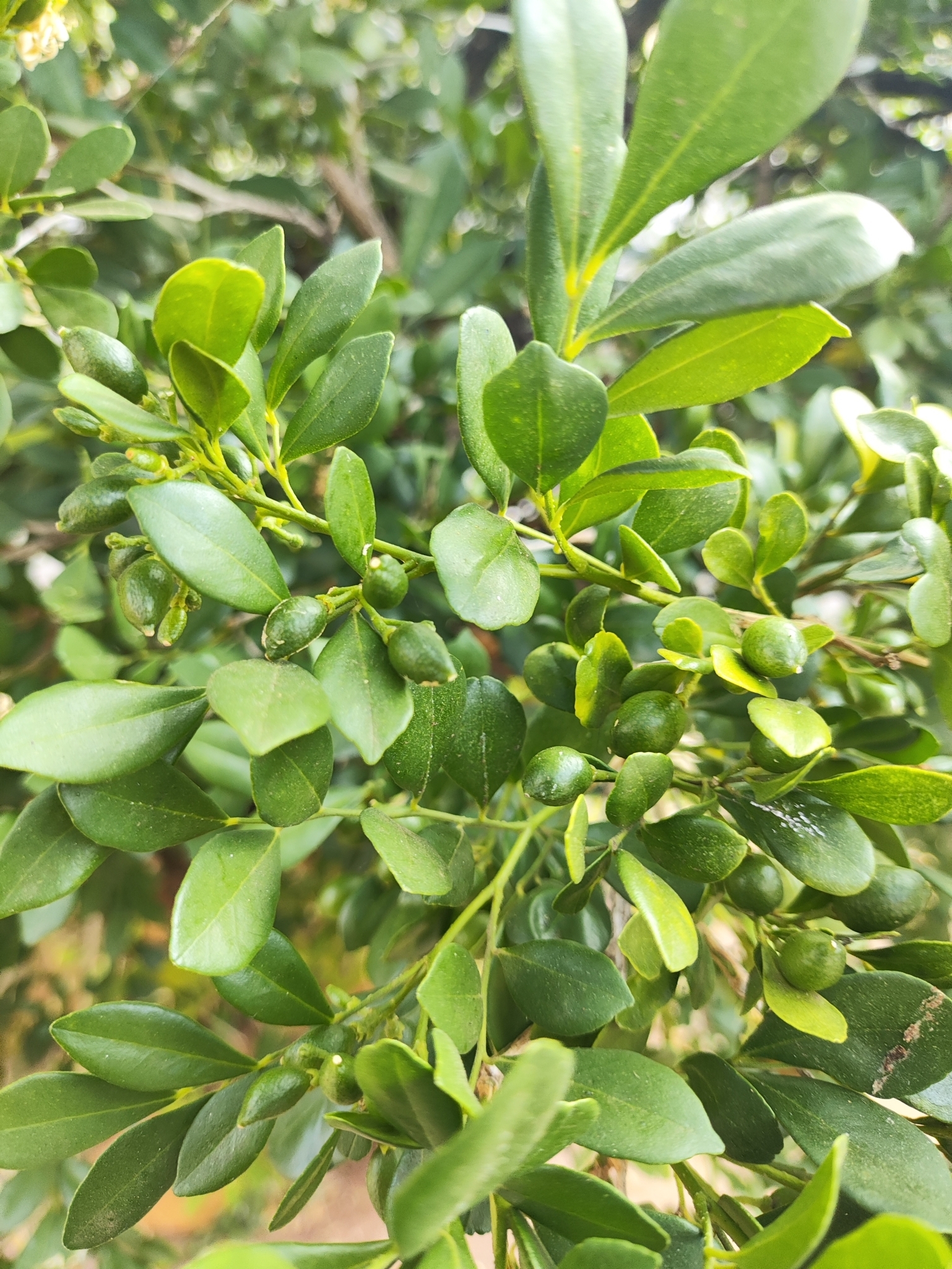 Murraya paniculata