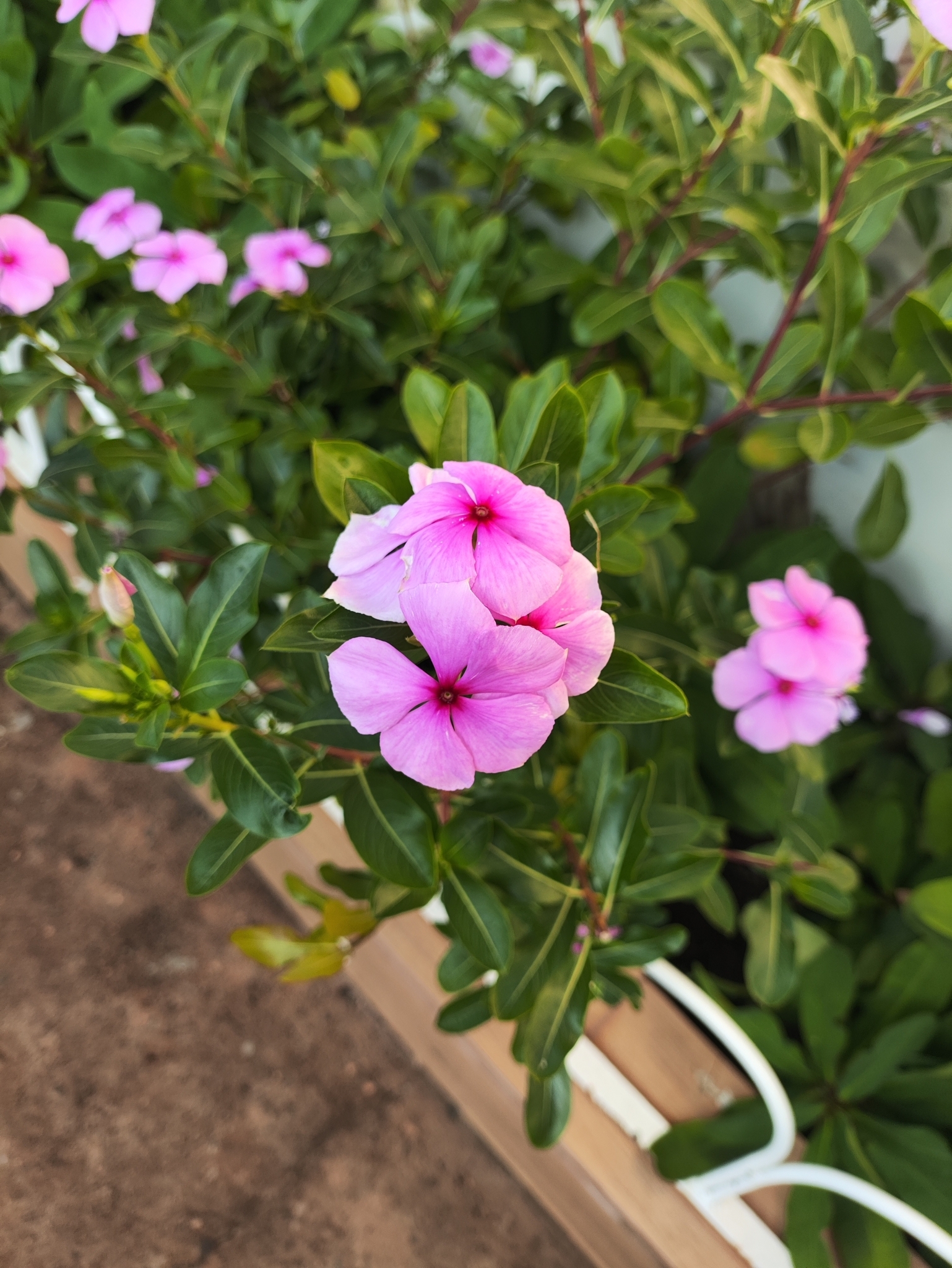 Catharanthus roseus