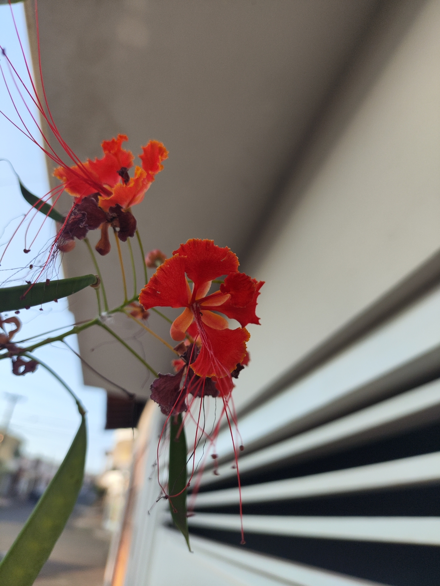 Caesalpinia pulcherrima
