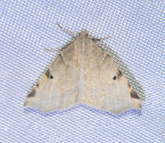 Neoterpes graefiaria