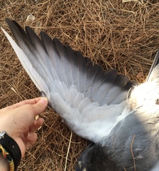 Columba livia domestica