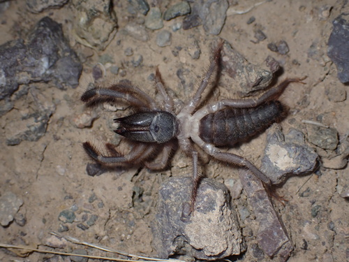 Rhagodorta zorab photo 4