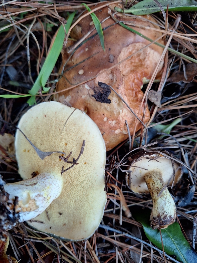 Suillus granulatus · May 2025 · photo: © heidimeudt (iNaturalist, cc-by)