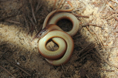 Rhadinaea flavilata