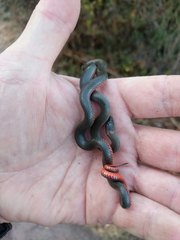 Diadophis punctatus vandenburgii