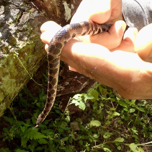 Ghost Dwarf Boa