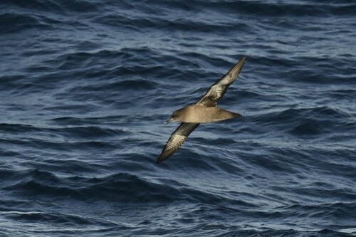 Pardela sombría (Ardenna grisea)