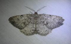 Melanolophia imitata