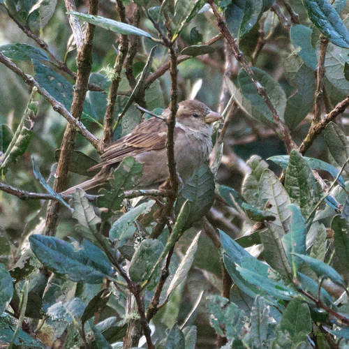 Passer domesticus observed 2025-03-09