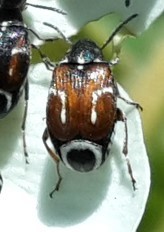Lithraeus elegans