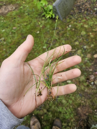Texas sedge (Carex texensis)