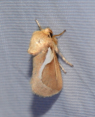 Prolimacodes trigona