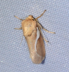 Prolimacodes trigona