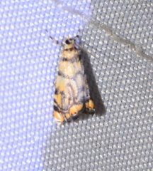 Diptychophora harlequinalis