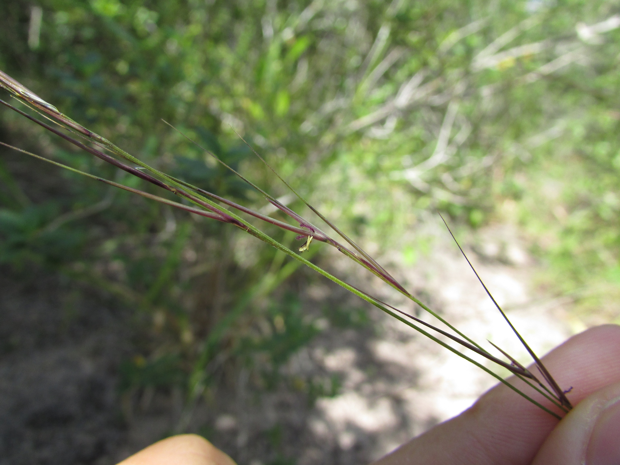 Aristida longifolia