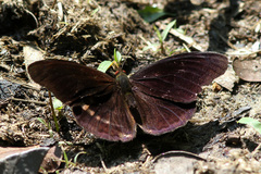 Eunica volumna