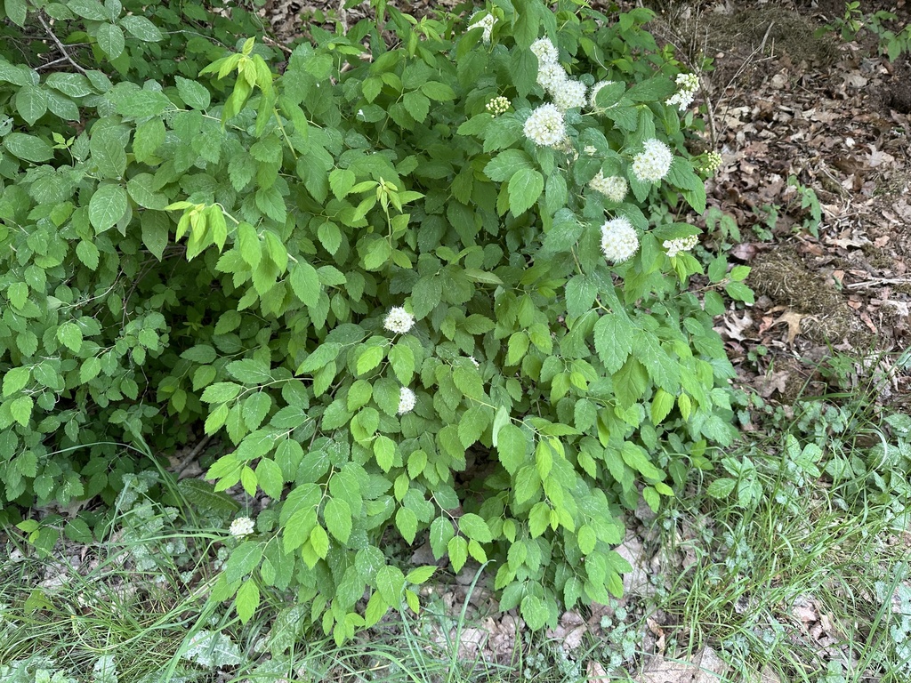 Spiraea chamaedryfolia, Dürrenhembacher Straße, Schwarzenbruck, Bayern, DE