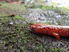 Pseudotriton ruber schencki