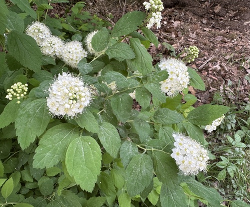 Spiraea chamaedryfolia