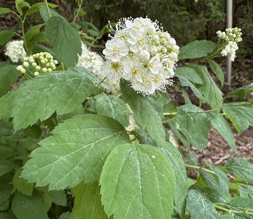 Spiraea chamaedryfolia