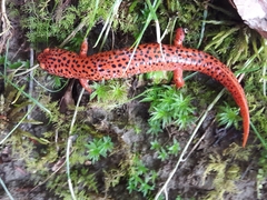 Pseudotriton ruber schencki