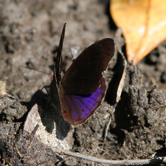 Eunica volumna