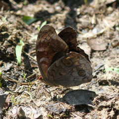 Eunica volumna