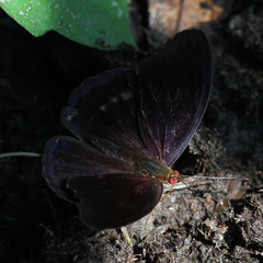 Eunica volumna