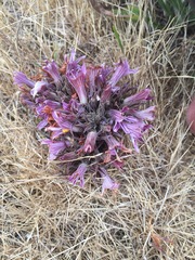 Aphyllon californicum californicum