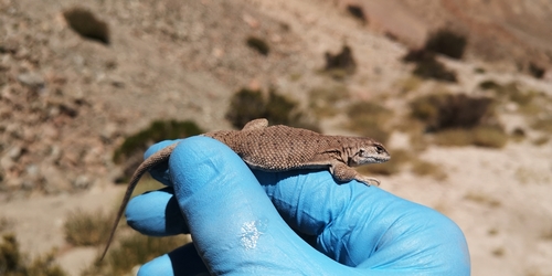 Hajek’s lizard, Liolaemus hajeki