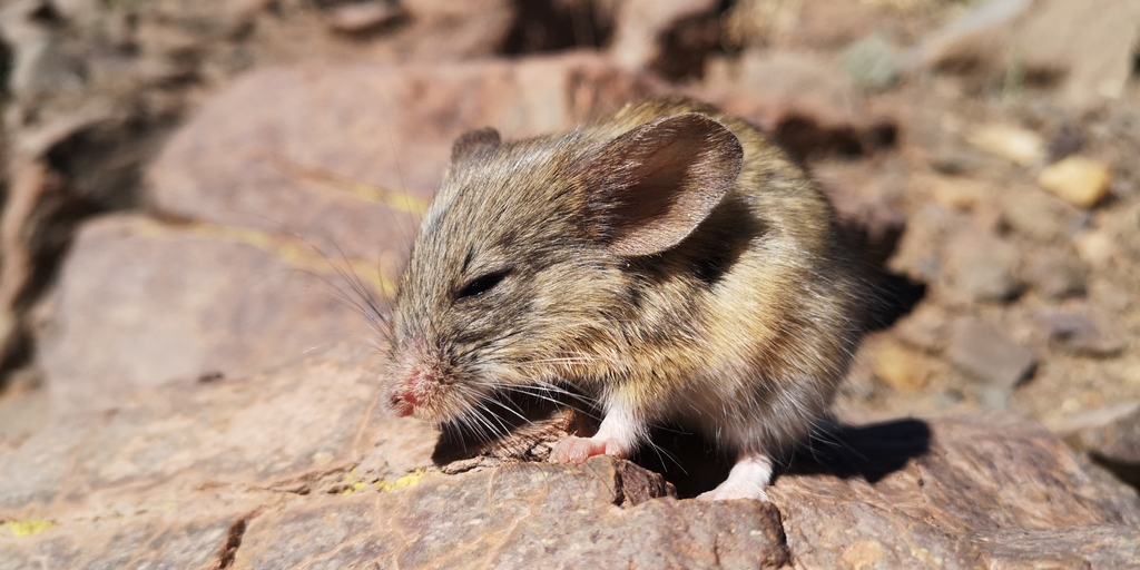 yellow-rumped leaf-eared mouse in July 2019 by Darío De la Fuente ...