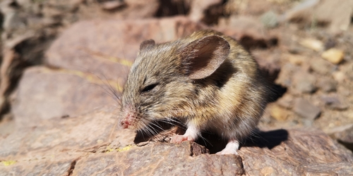Yellow-rumped Leaf-eared Mouse