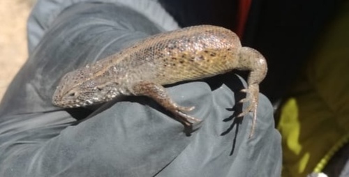 Bárbara's Lizard, Liolaemus puna