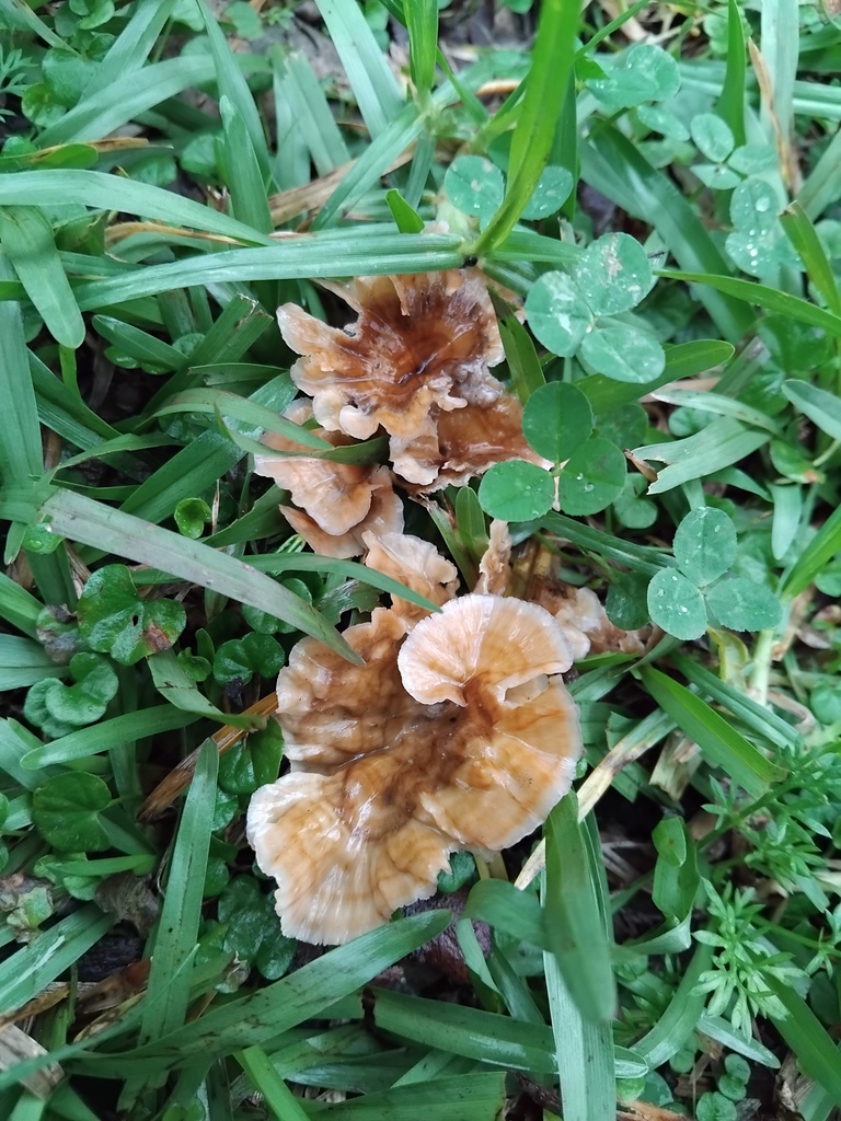 Podoscypha petalodes · May 2025 · photo: © sofiazed1 (iNaturalist, cc-by)