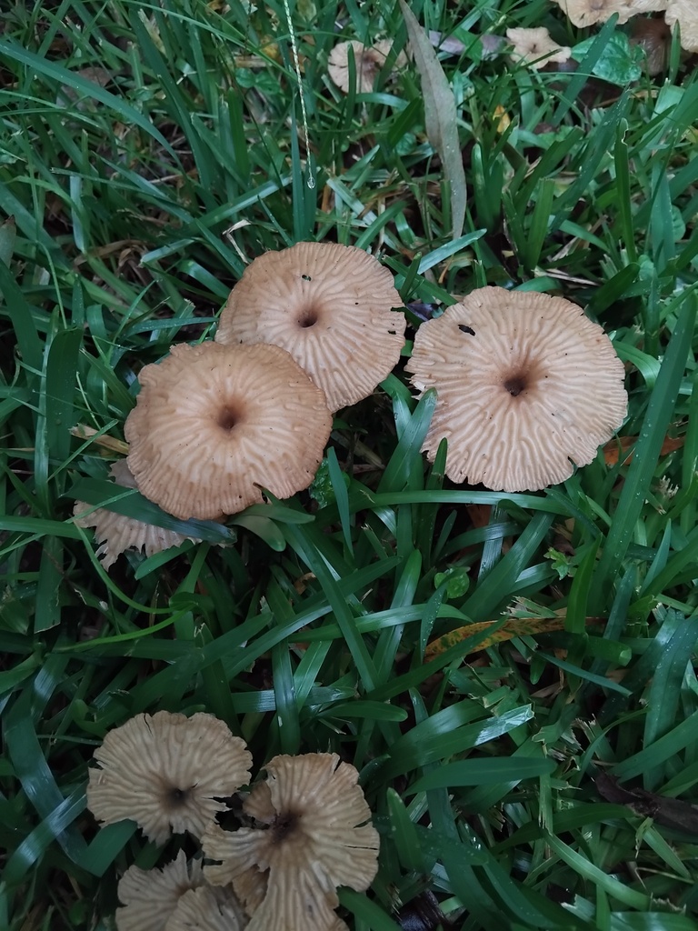 Collybia kurara · May 2025 · photo: © sofiazed1 (iNaturalist, cc-by)
