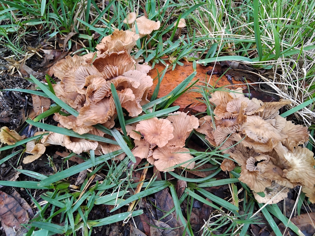 Collybia kurara · May 2025 · photo: © sofiazed1 (iNaturalist, cc-by)