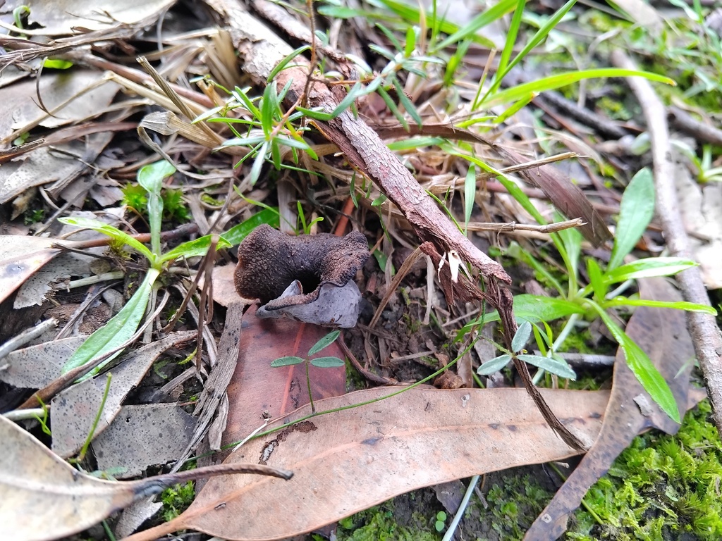 Craterellus cornucopioides · May 2025 · photo: © sofiazed1 (iNaturalist, cc-by)