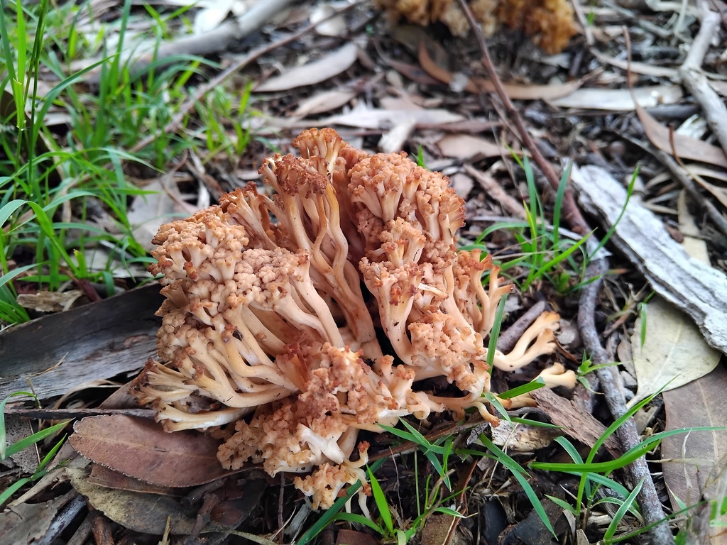 Ramaria capitata