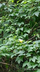 Momordica cochinchinensis