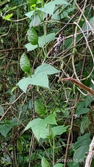 Momordica cochinchinensis