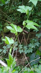 Momordica cochinchinensis