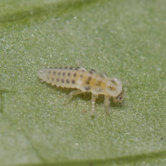 Psyllobora vigintimaculata